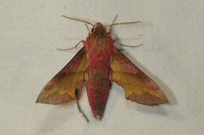 <i>Deilephila porcellus</i>