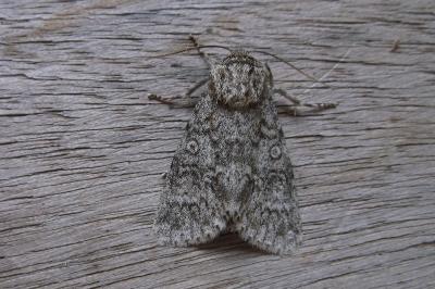 <i>Acronicta megacephala</i>