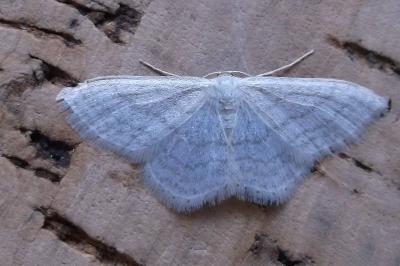 <i>Idaea subsericeata</i>