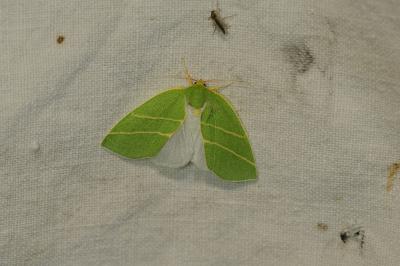 Bena bicolorana