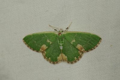 <i>Comibaena bajularia</i>