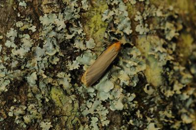 <i>Katha depressa</i>