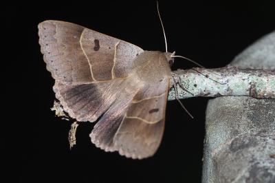 <i>Minucia lunaris</i>
