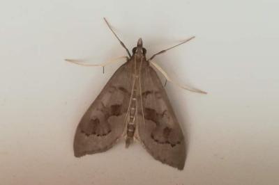 <i>Mecyna asinalis</i>
