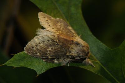 <i>Stauropus fagi</i>