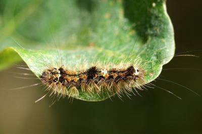 <i>Wittia sororcula</i>