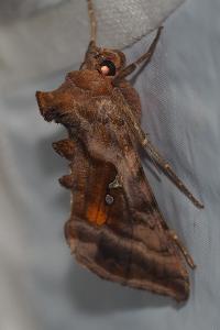 <i>Autographa jota</i>