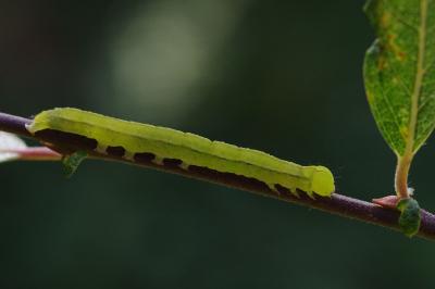 <i>Scoliopteryx libatrix</i>