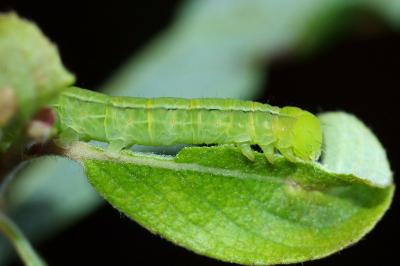 <i>Scoliopteryx libatrix</i>