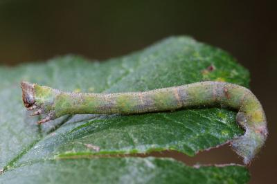 <i>Biston betularia</i>