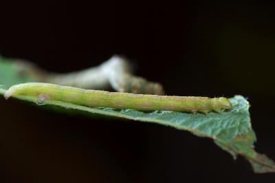 <i>Cabera exanthemata</i>