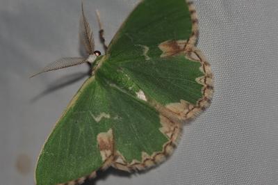 <i>Comibaena bajularia</i>
