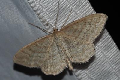 <i>Idaea macilentaria</i>