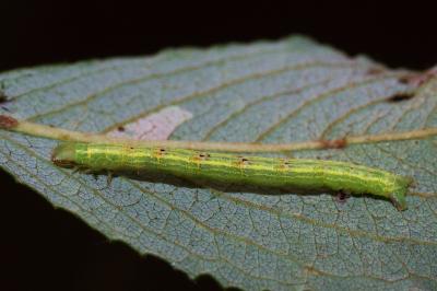 Cabera exanthemata