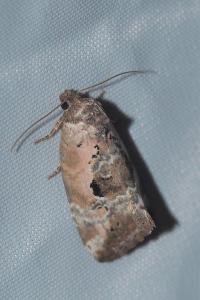 <i>Elaphria venustula</i>