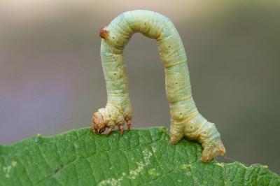 <i>Hypomecis punctinalis</i>