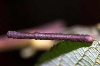 <i>Hypomecis punctinalis</i>