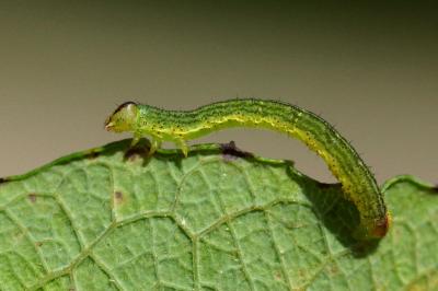 <i>Lomaspilis marginata</i>