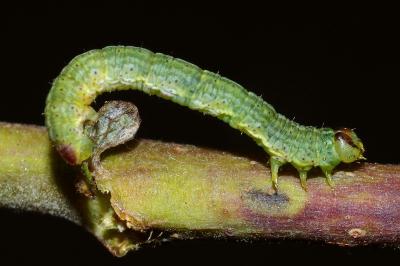 <i>Lomaspilis marginata</i>