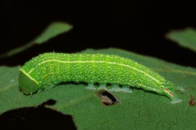 <i>Pseudoips prasinanus</i>