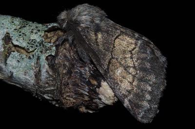 <i>Gluphisia crenata</i>