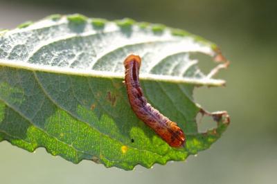 <i>Notodonta ziczac</i>