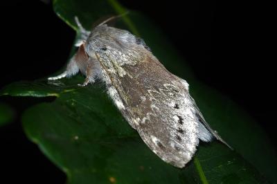 <i>Stauropus fagi</i>