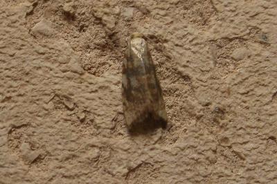 <i>Aleimma loeflingiana</i>