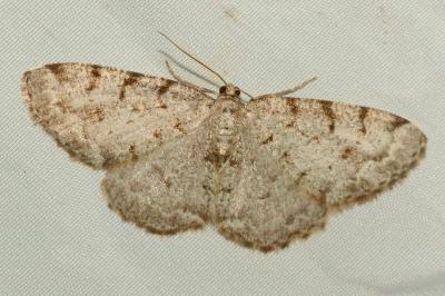 <i>Aethalura punctulata</i>
