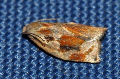 <i>Archips crataegana</i>