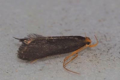 <i>Eurodachtha pallicornella</i>
