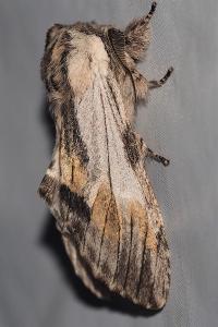 <i>Harpyia milhauseri</i>