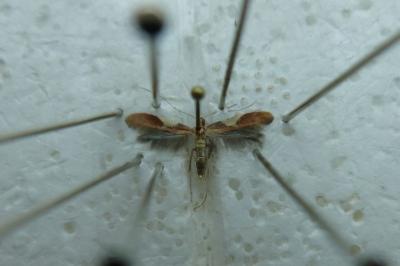 <i>Caloptilia stigmatella</i>