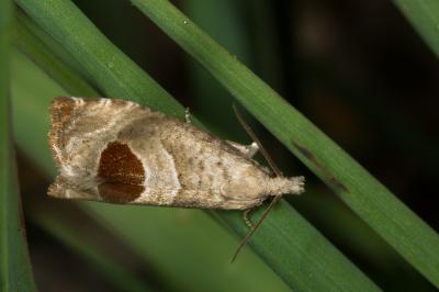 <i>Notocelia uddmanniana</i>
