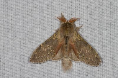 <i>Stauropus fagi</i>