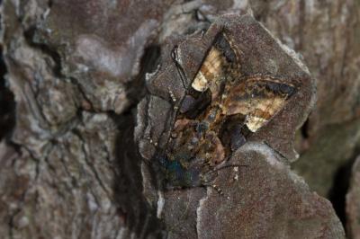 Euplexia lucipara