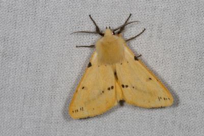 <i>Spilarctia lutea</i>