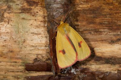 <i>Diacrisia sannio</i>