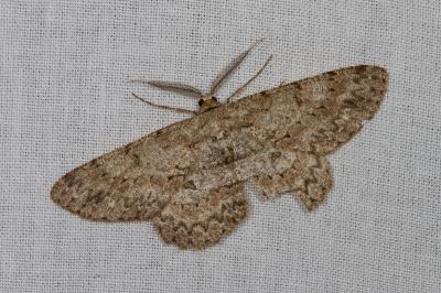 <i>Hypomecis punctinalis</i>