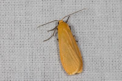 Wittia sororcula