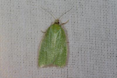 <i>Tortrix viridana</i>