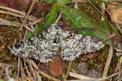 <i>Biston betularia</i>