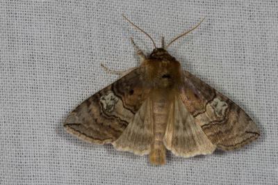 <i>Tethea ocularis</i>
