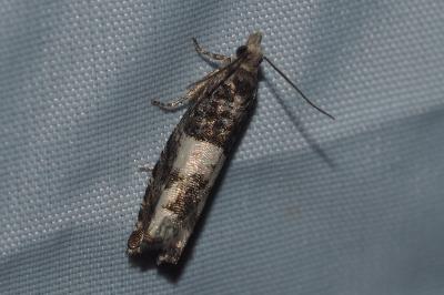 <i>Epinotia demarniana</i>