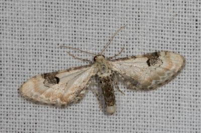 <i>Eupithecia centaureata</i>