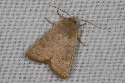 <i>Hoplodrina ambigua</i>