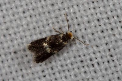 <i>Ectoedemia heringi/subbimaculella</i>