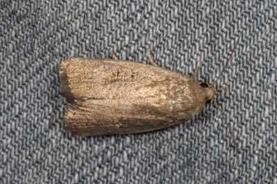 <i>Proxenus hospes</i>