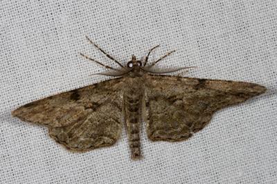 <i>Peribatodes rhomboidaria</i>