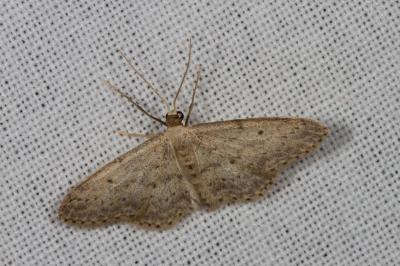 <i>Idaea seriata</i>